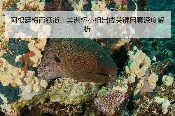 阿根廷梅西领衔，美洲杯小组出线关键因素深度解析